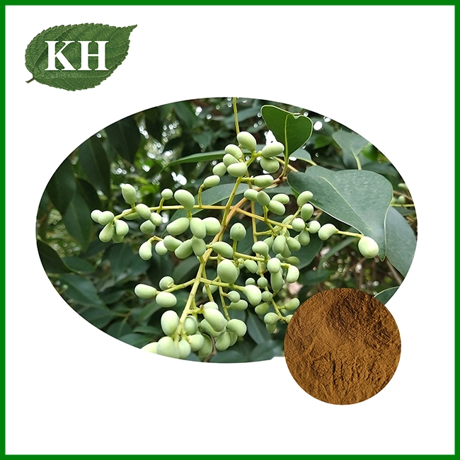 Ligustrum Fruit Extract Ligustrum Fruit Extract